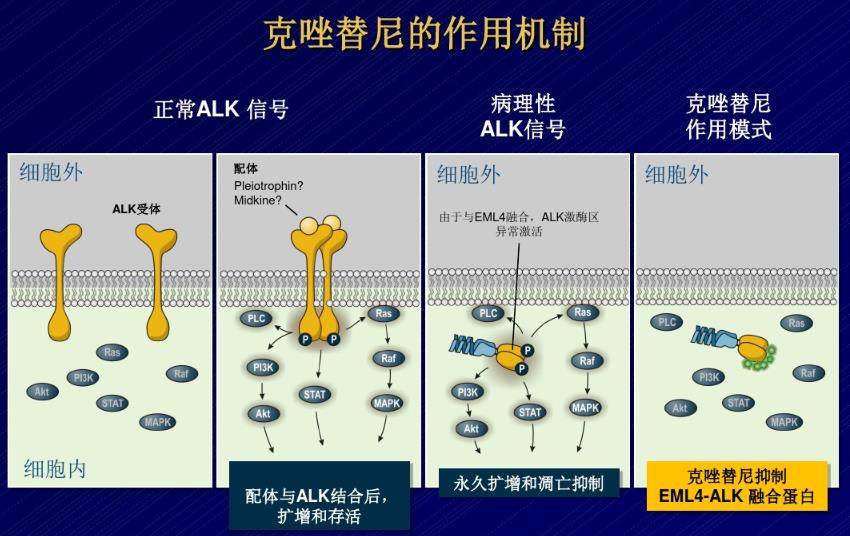 吃异烟井耐药吃力克菲蒺也耐药吗_吃吉非替尼耐药后免疫治疗失败_克唑替尼耐药时间