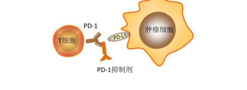 贝伐单抗耐药性_贝伐珠单抗靶向是啥_贝伐单抗联合达伯舒
