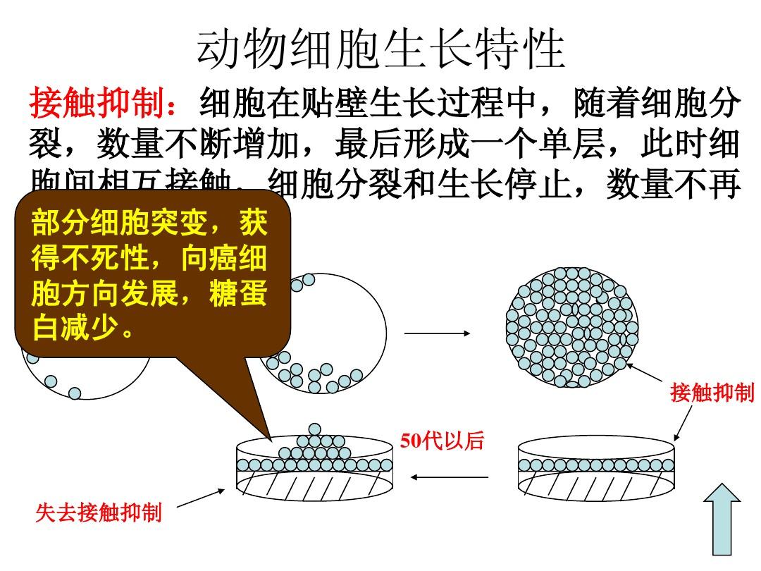 EGFR突变阳性转移性孤儿药资格，吉非替尼