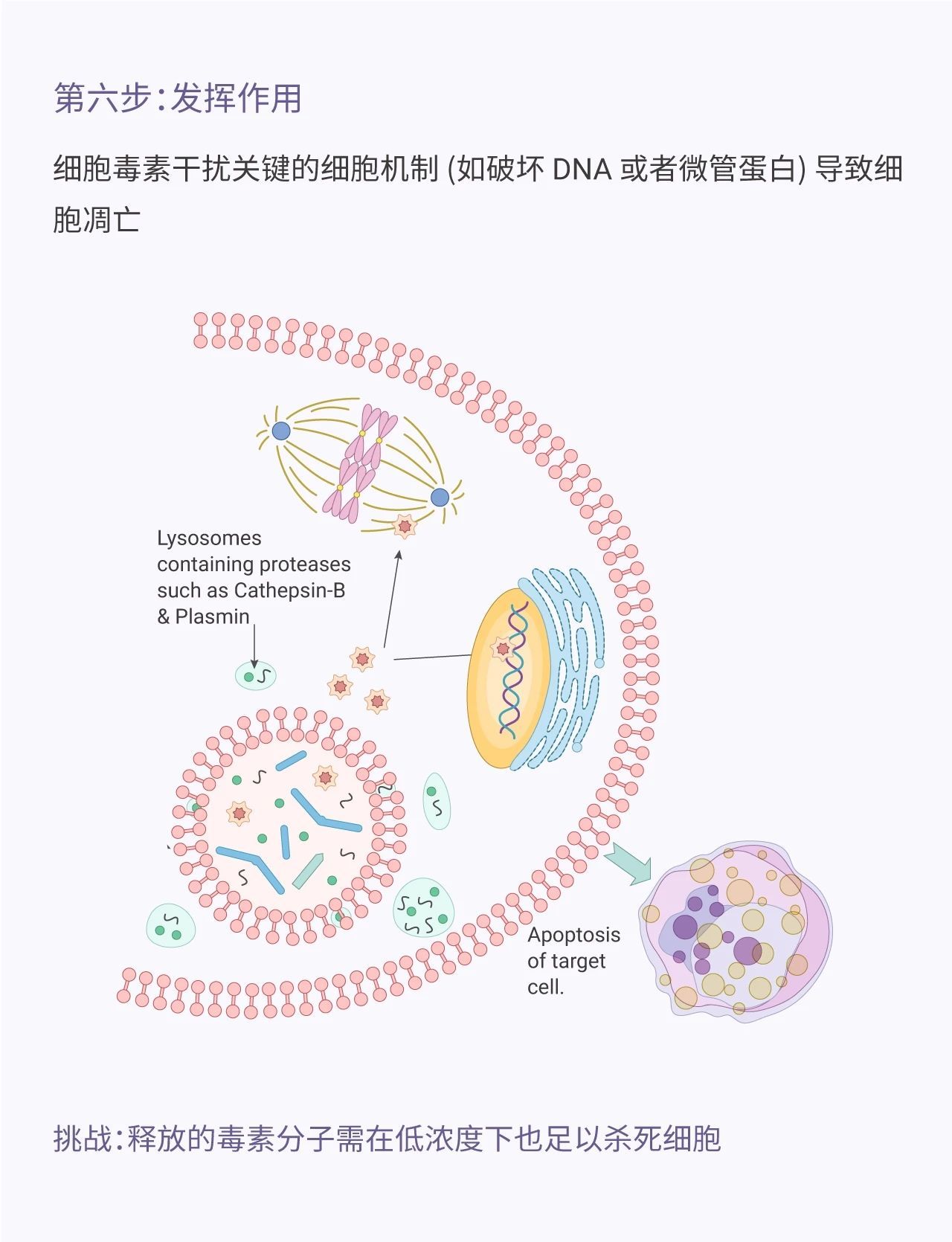 贝伐单抗对脑肿瘤有效吗?胶质母细胞瘤单抗