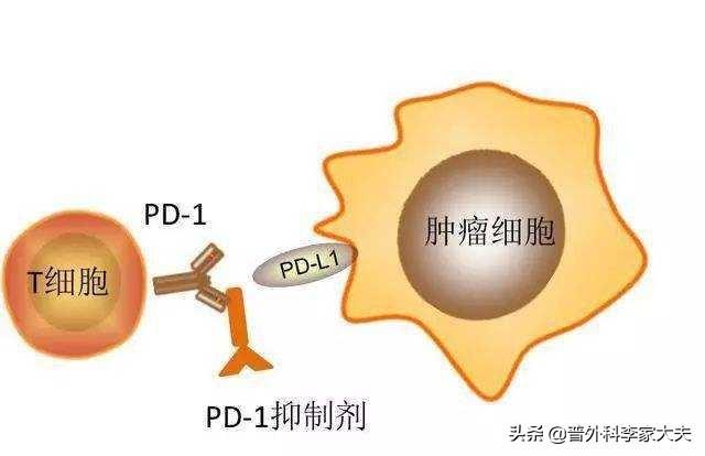 贝伐单抗联合靶向药_贝伐珠单抗多久会耐药_贝伐珠单抗靶向有耐药么