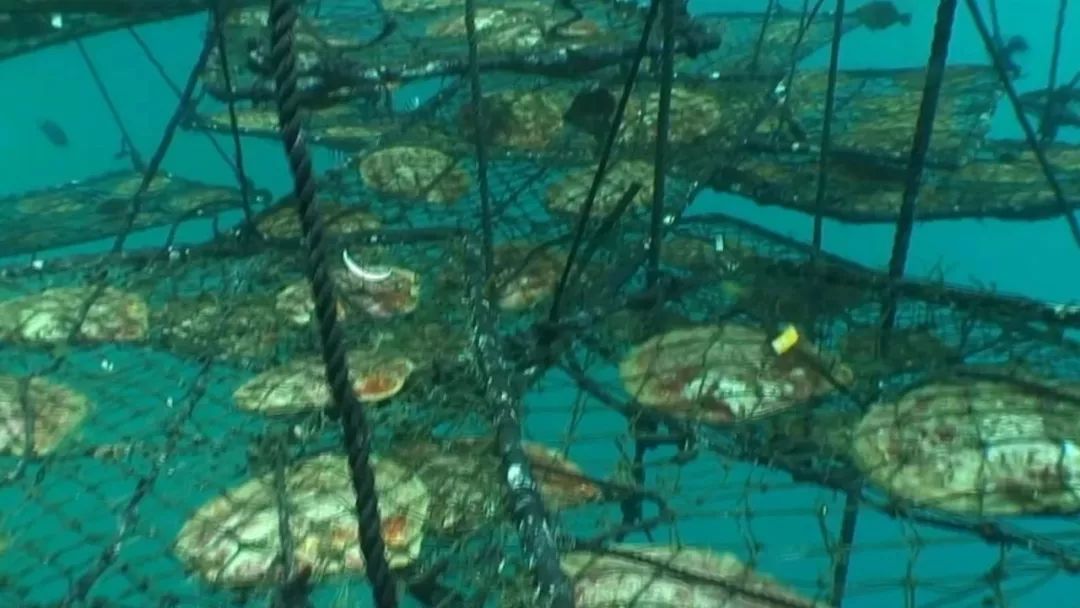贝伐珠单抗4个月后赠药_卵巢癌适合用贝伐珠单抗_贝伐单抗对什么癌好