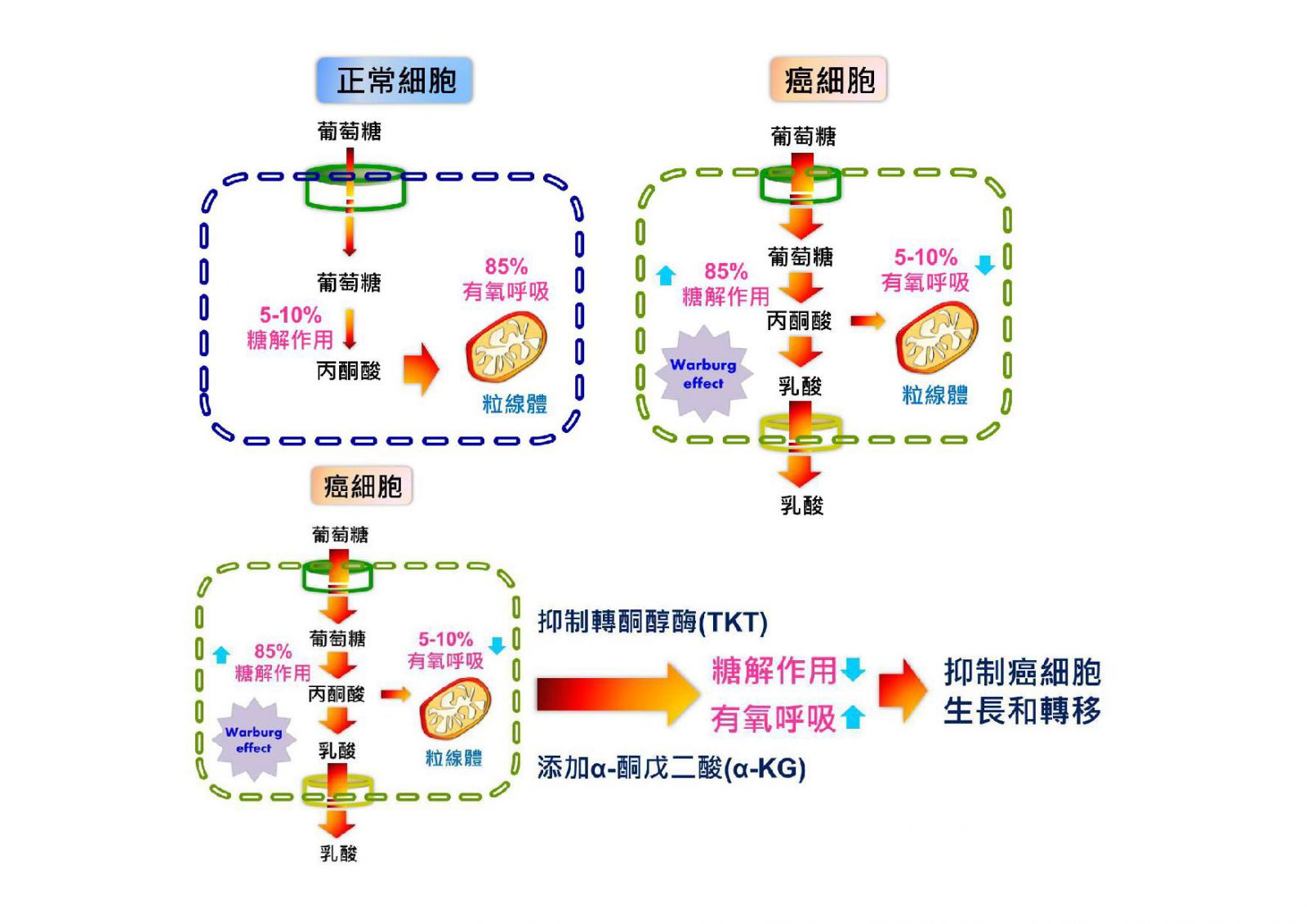 抗过敏药物按作用机制分类_抗氧化类药物机制_吉非替尼药物作用机制
