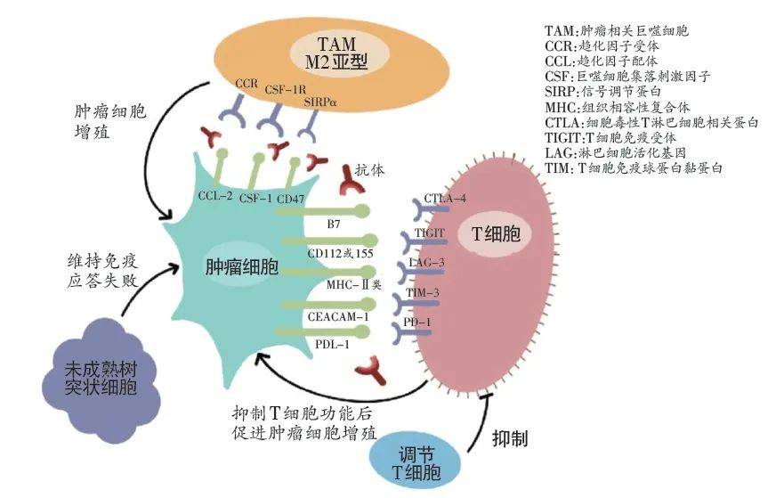 kras突变_肠癌kras突变_kras基因突变能吃奥希替尼吗