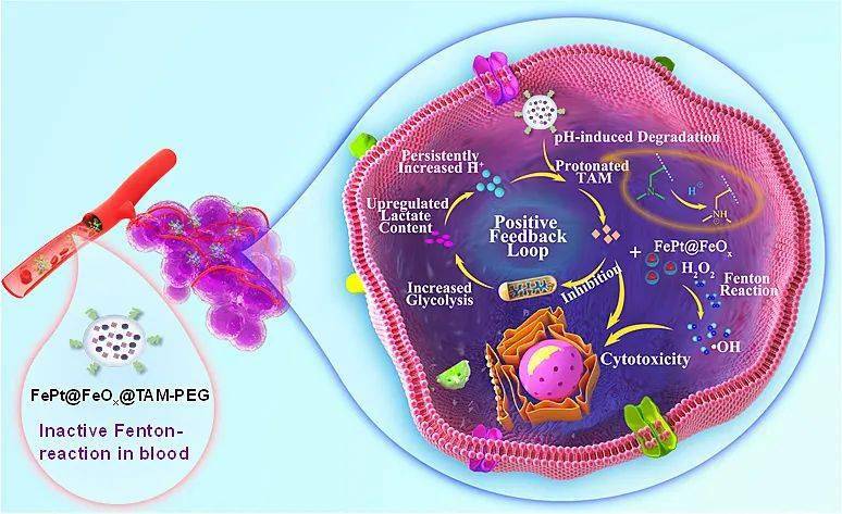 
非小细胞肺癌的分子靶向治疗药物-tkis为代表