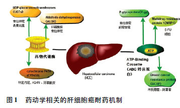 2015年11月《上海医药》肝癌患者的临床作用