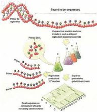 什么是肺乳头状腺癌_肺原位腺癌 8mm 术后_肺腺癌服用吉非替尼两个月