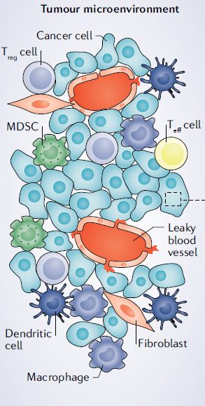 VEGF单抗的作用原理是阻断肿瘤血管生成的单抗