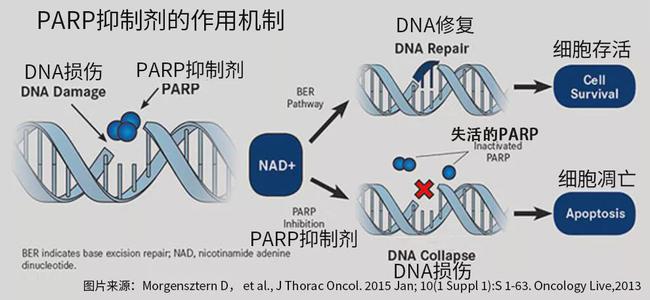 azd9291奥希替尼_奥希替尼多少钱一盒_吴一龙奥希替尼肺癌术后靶向