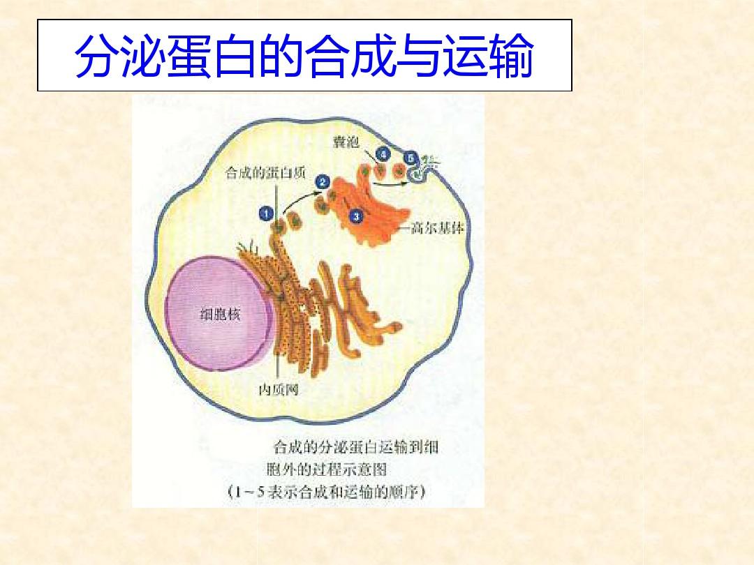 肿瘤靶向药贵吗_最新肿瘤靶向药 fda_肾肿瘤靶向药索拉非尼