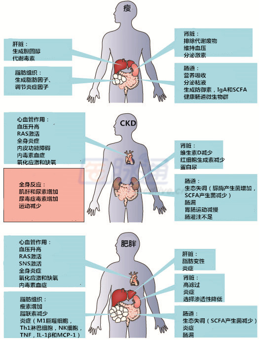 贝伐珠单抗靶向是啥_贝伐珠单抗特点_贝伐珠单抗多少钱一只