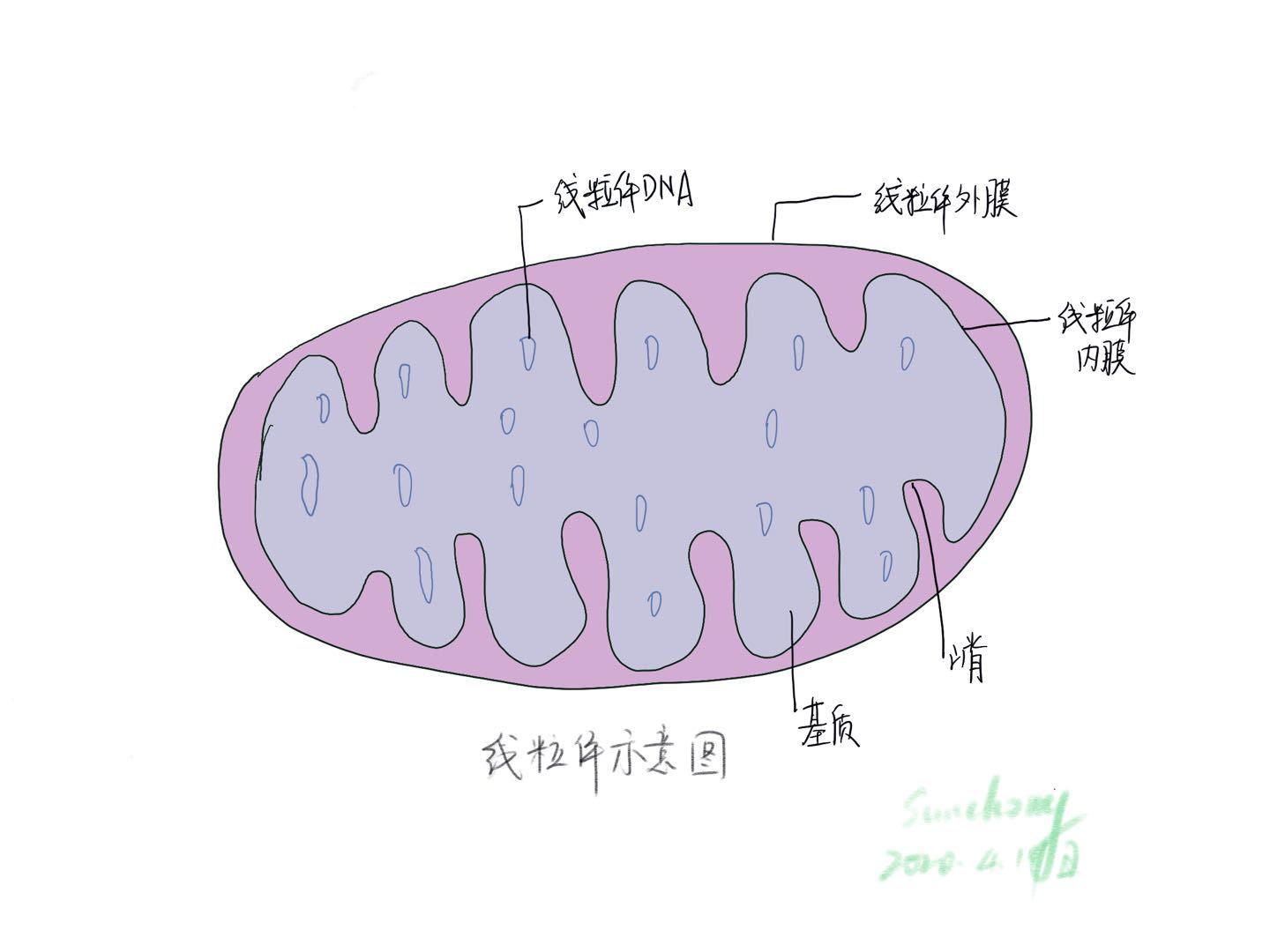 阿斯利康 奥希替尼_奥希替尼印度版哪里买_奥希替尼9291哪里买