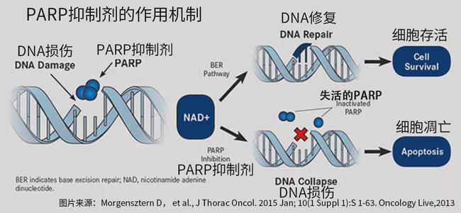 细菌耐药机制ppt_四环素类抗生素耐药机制_吉非替尼的耐药机制与研究