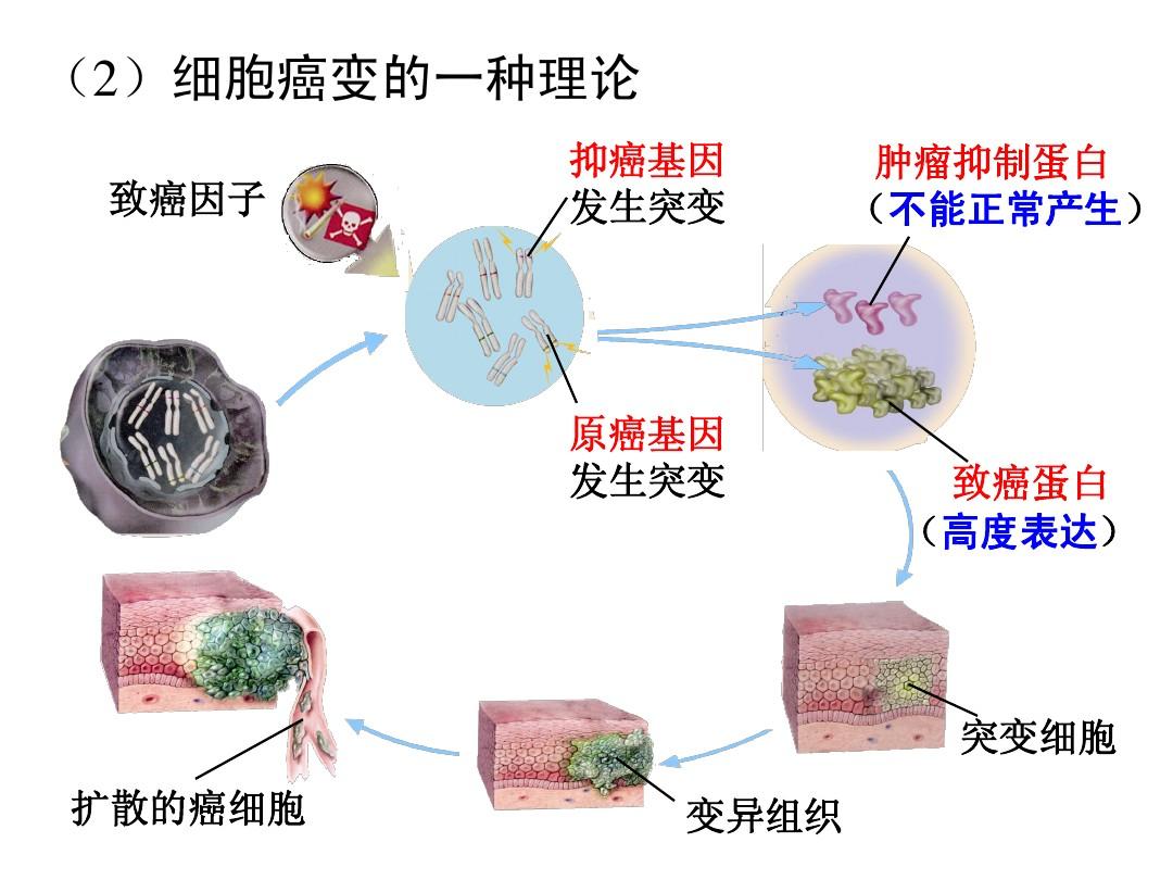 贝伐单抗赠药条件_胃癌靶向药贝伐单抗_贝伐珠单抗是什么药