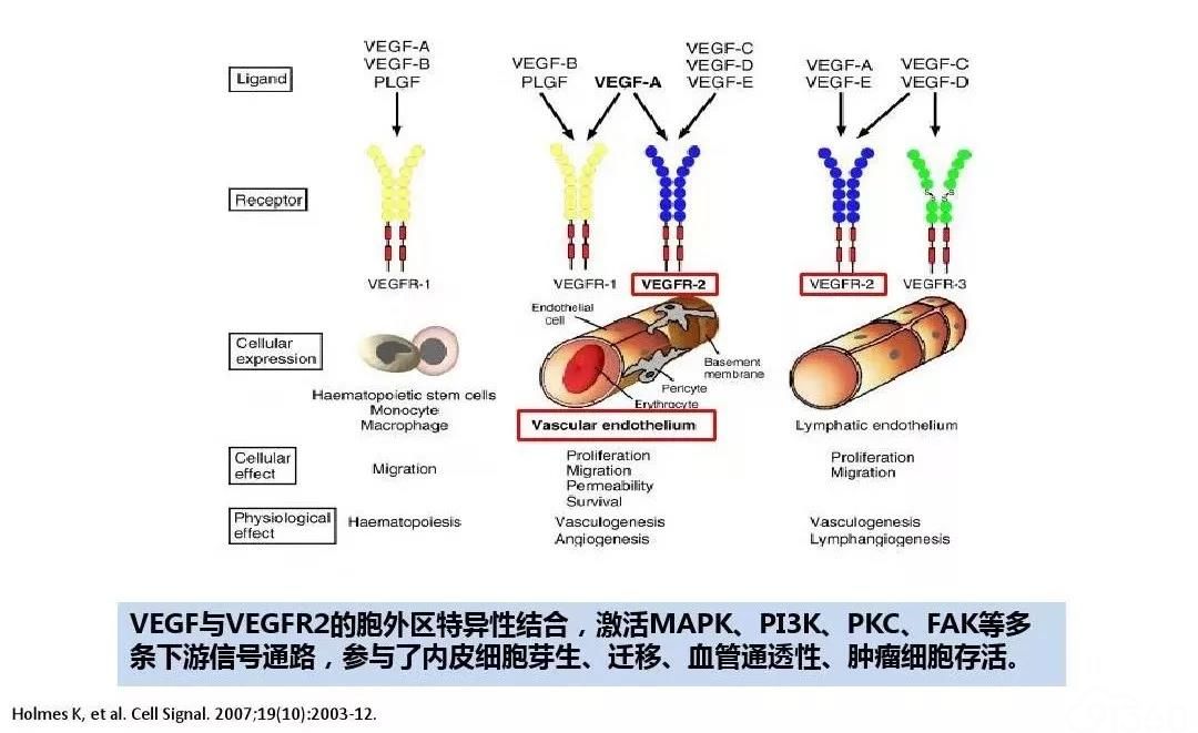 贝伐单抗和贝伐珠单抗_贝伐珠单抗是化疗药吗_贝伐珠单抗一直用