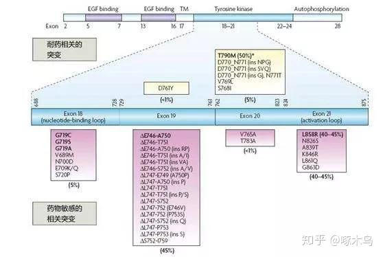 克唑替尼耐药什么表现?_吉非替尼平均耐药_伊马替尼多长时间耐药