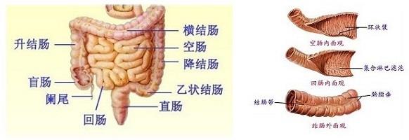 贝伐单抗治疗铂耐药性卵巢癌 4382重庆医学2014年11月第43卷第32期