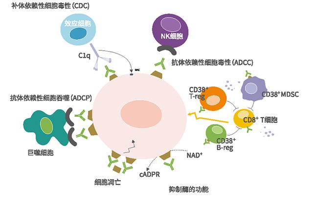 贝伐珠单抗纳入医保_贝伐珠单抗可以报销吗_贝伐单抗青岛医保