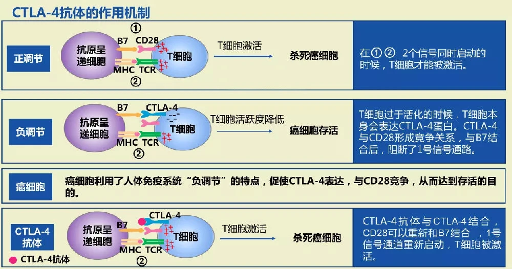 太原贝伐珠单抗医保_贝伐珠单抗注射液_贝伐珠单抗可以报销吗