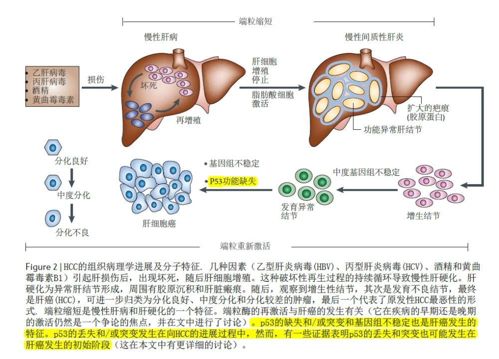 原发性肝癌早期诊断、早期治疗和早期疗效有哪些？