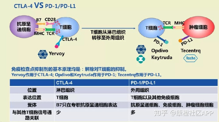 
肿瘤靶向治疗药物有哪些？单抗是怎么做的？