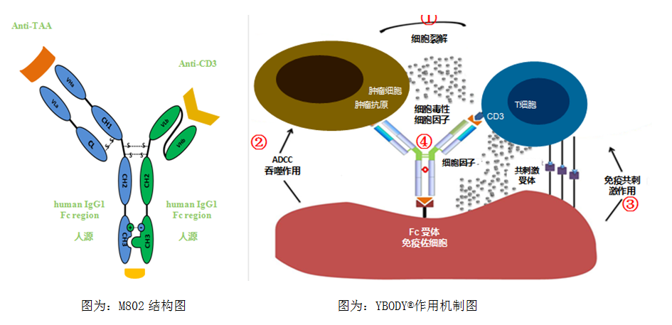 博安生物自主研发的新型双特异抗体——CEA/CD3