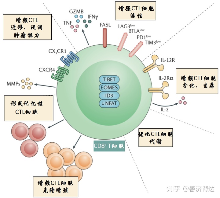 中国科学家研究发现脐带血NK细胞具有较强外抗肿瘤活性
