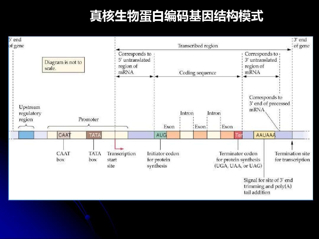 吉非替尼的用药基因_儿童用药基因检测_化疗用药基因检测