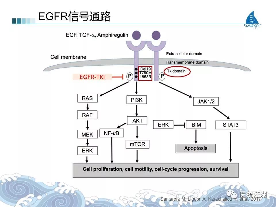 EGFR突变非小细胞肺癌治疗的一个标杆，缓解率41%