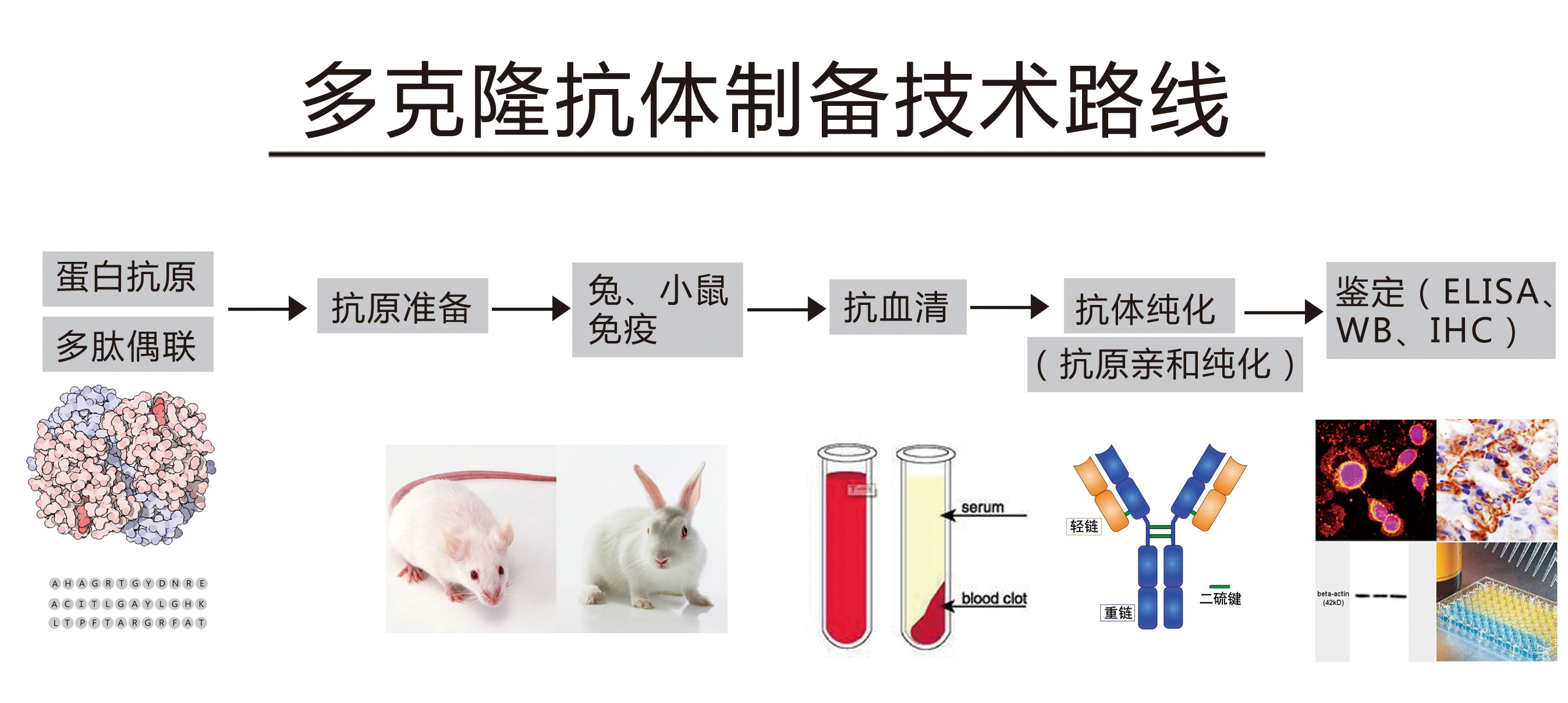 肺癌新药贝伐单抗_贝伐珠单抗是化疗药吗_贝伐单抗多少钱1支