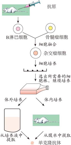 贝伐珠单抗是化疗药吗_肺癌新药贝伐单抗_贝伐单抗多少钱1支