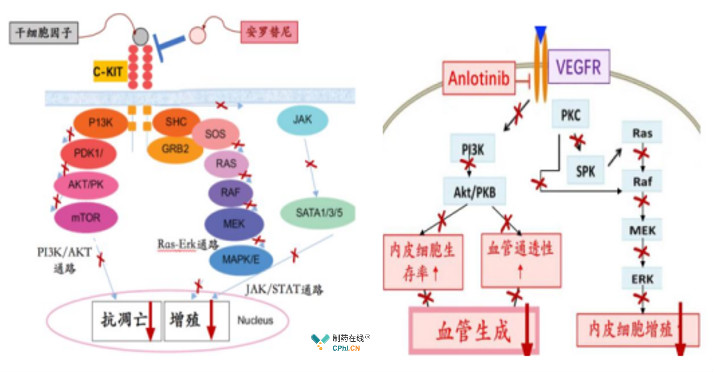 胆管细胞癌 日本_胆管细胞癌手术成功率_胆管细胞癌索拉非尼