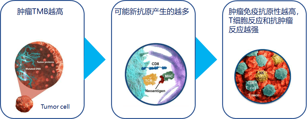 
肺癌患者一定要做基因检测吗？什么情况可以直接进行靶向治疗
