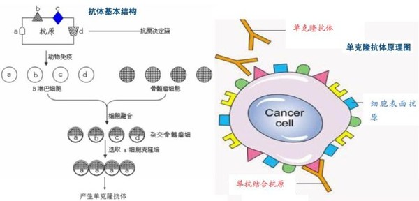 贝伐珠单抗说明书_贝伐珠单抗是化疗药吗_贝伐珠单抗要长期注射吗