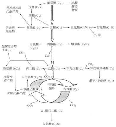 奥希替尼活性代谢产物位点_中国版奥希替尼_奥希替尼9291药品