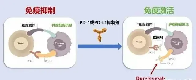 哈佛医学院：更多有关妇科癌症分子的探索可能是下一步

