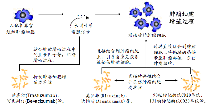 抗肿瘤单克隆抗体药物治疗恶性瘤技术或基因工程单抗药物