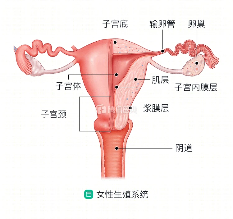 贝伐单抗联合化疗方案在卵巢癌患者的前期治疗中的效果