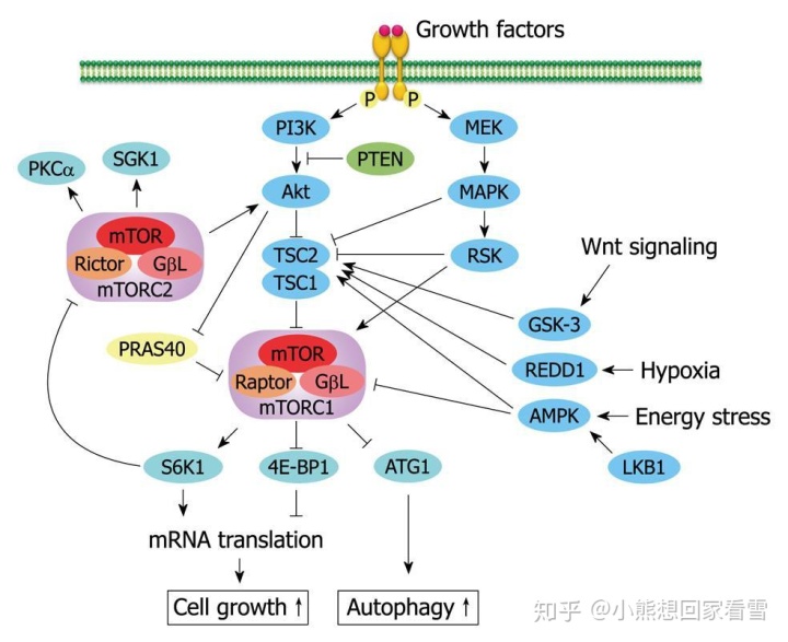 磷酸肌醇信号通路的激活与大肠癌的发生和转移(图)