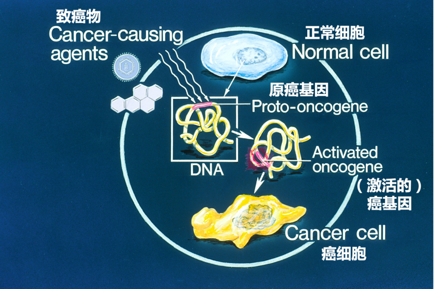 前列腺素抑制酶合成剂_egfr抑制剂吉非替尼_抑制蒸腾剂用法