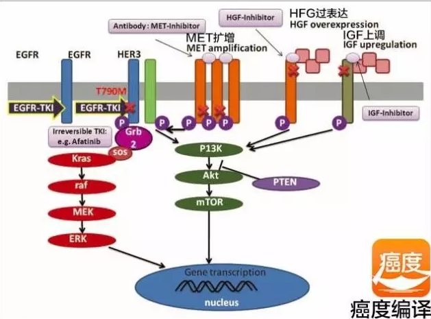 化疗耐药定义_肺腺癌吉非替尼耐药再化疗_鳞癌 腺癌化疗