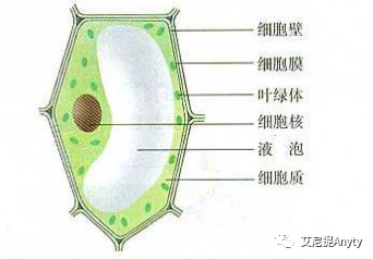 贝伐珠单抗4个月后赠药_贝伐单抗是医保用药_贝伐珠单抗多少钱一支