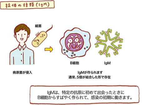 贝伐珠单抗一只剂量_贝伐珠单抗治疗肺腺癌_贝伐珠单抗 耐药性