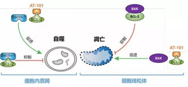 贝伐单抗能透过血脑屏障_贝伐珠单抗价格_贝伐珠单抗