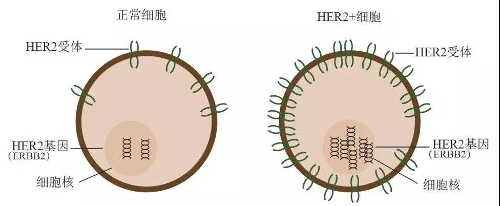 贝伐珠单抗可以报销吗_白细胞低可以输贝伐珠单抗吗_贝伐珠单抗