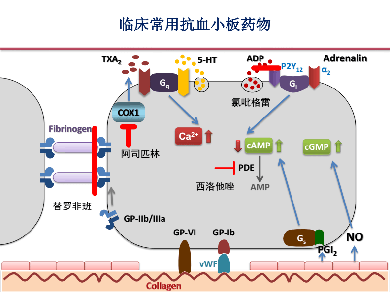 贝伐珠单抗注射液_贝伐单抗用多久会耐药_有血栓可以用贝伐单抗吧