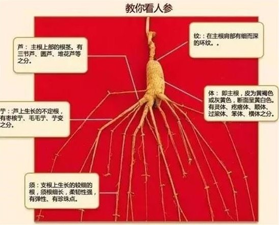 舒尼替尼在哪里能买到_肺癌肝转移吃药有用吗_吉非替尼肺癌能吃吗