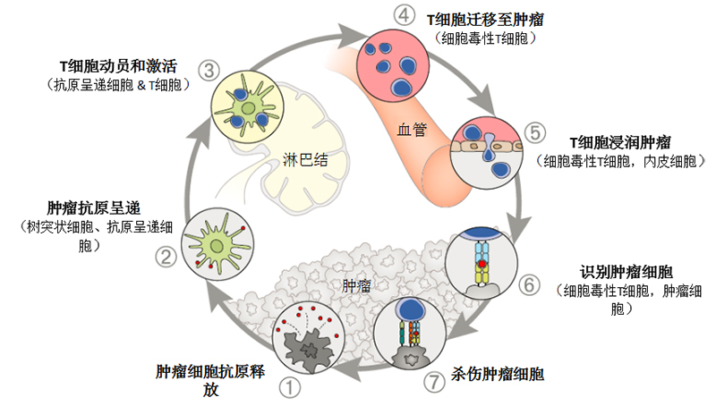 肺癌靶向药耐药怎么办_肺癌晚期靶向耐药10年_肺癌靶向药奥希替尼耐药后怎么办