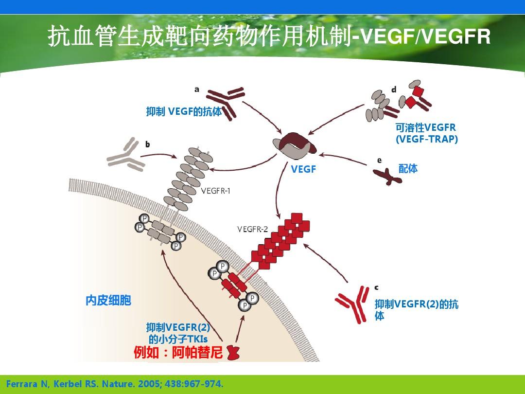 贝伐单抗仿制_肺癌新药贝伐单抗_贝伐珠单抗价格