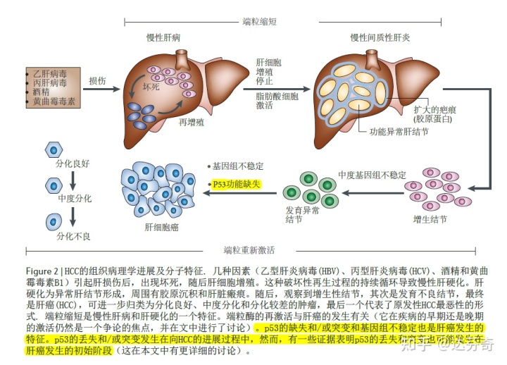 兰索拉错可以服用多久_索拉非尼 舒尼替尼_索拉非尼服用2个月后肝区不适